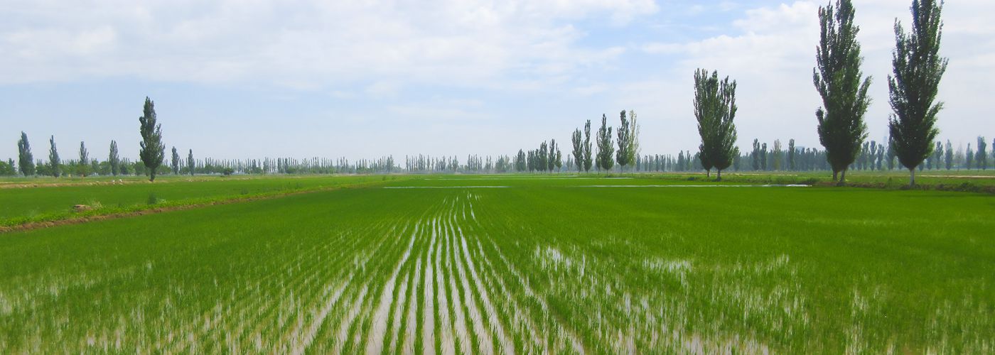 研究發現水稻中胚軸伸長及破土出苗的分子機制